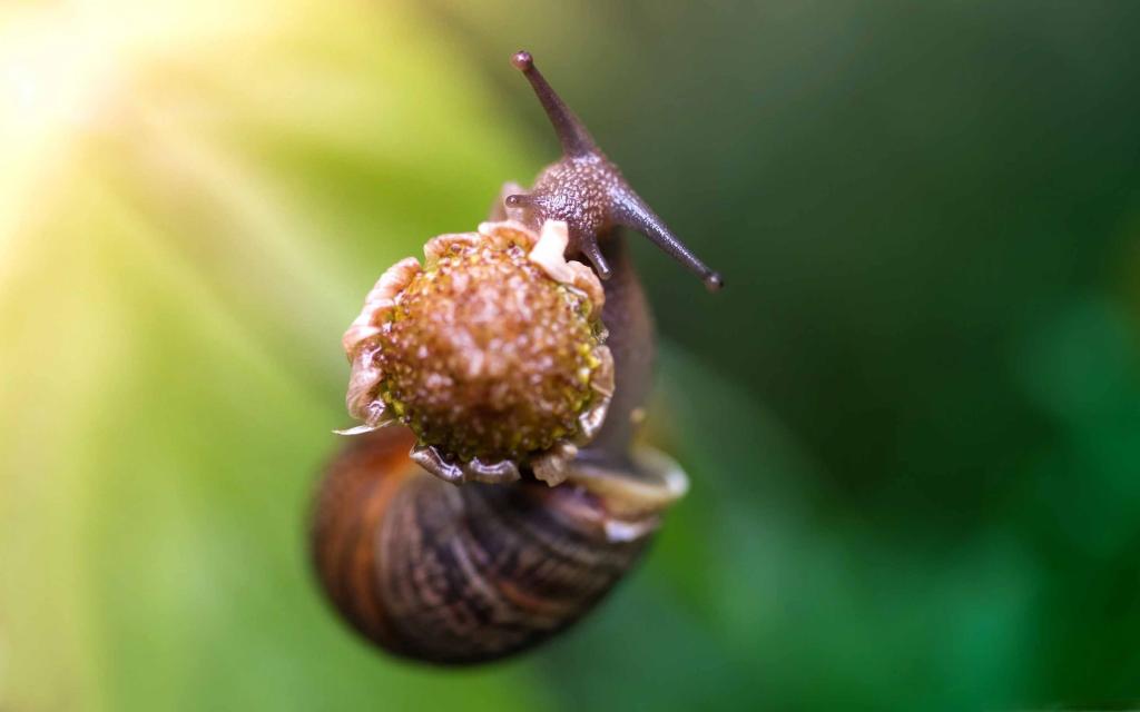 蜗牛吃花苹果壁纸