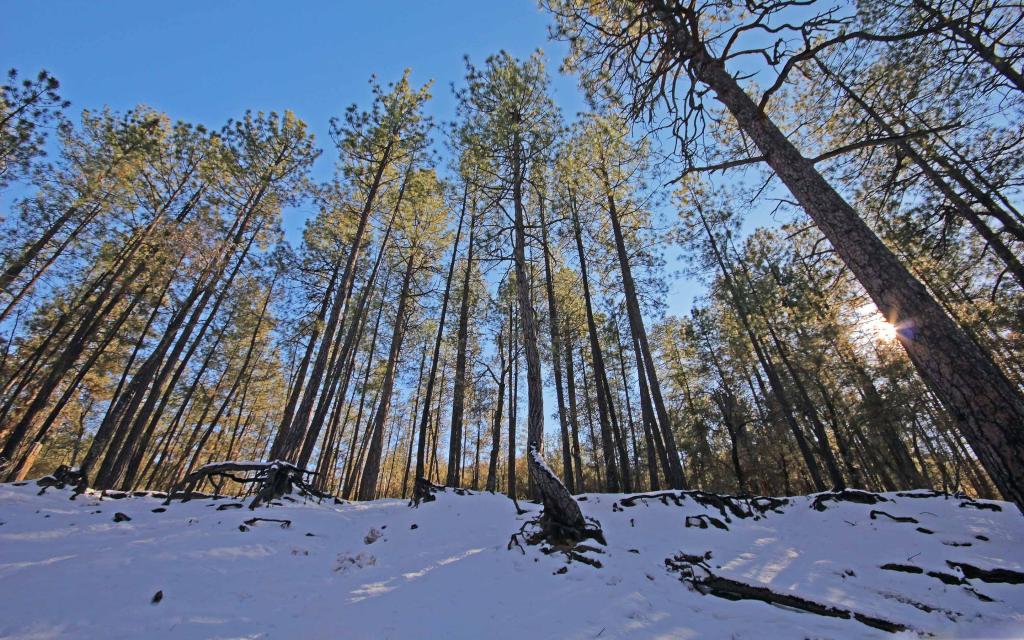 冬季森林Mac壁纸