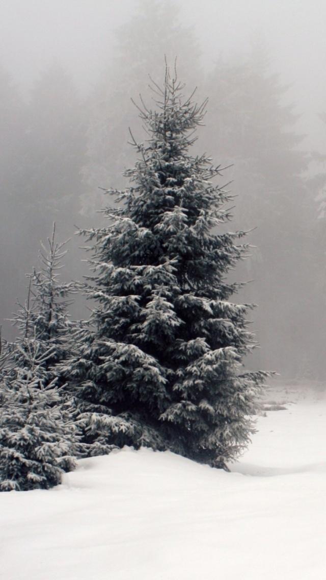 冬天树雪雾iPhone 5壁纸