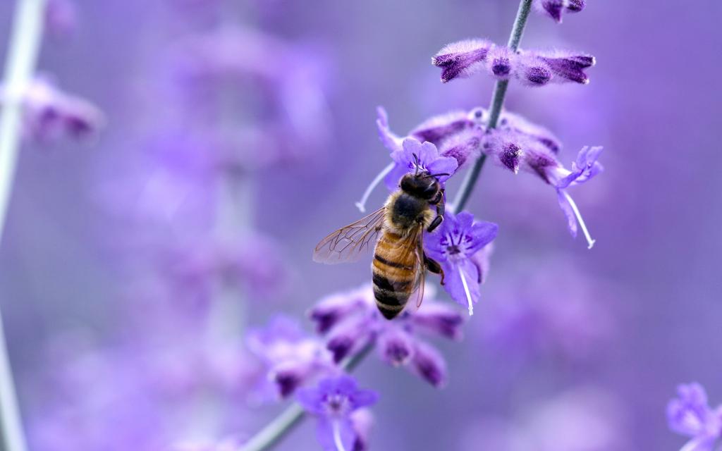 紫色的花和蜜蜂的Mac壁纸