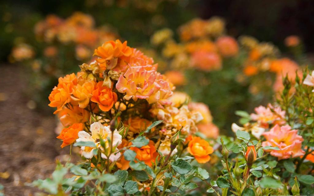橙色玫瑰花园Mac壁纸
