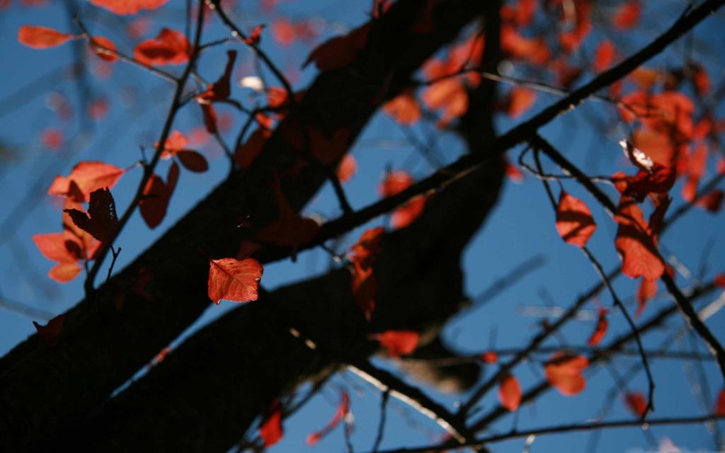 树红叶秋苹果壁纸