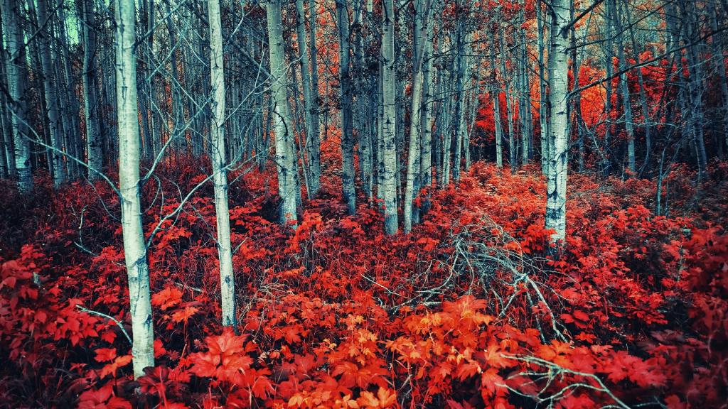 火红的奇妙森林景色