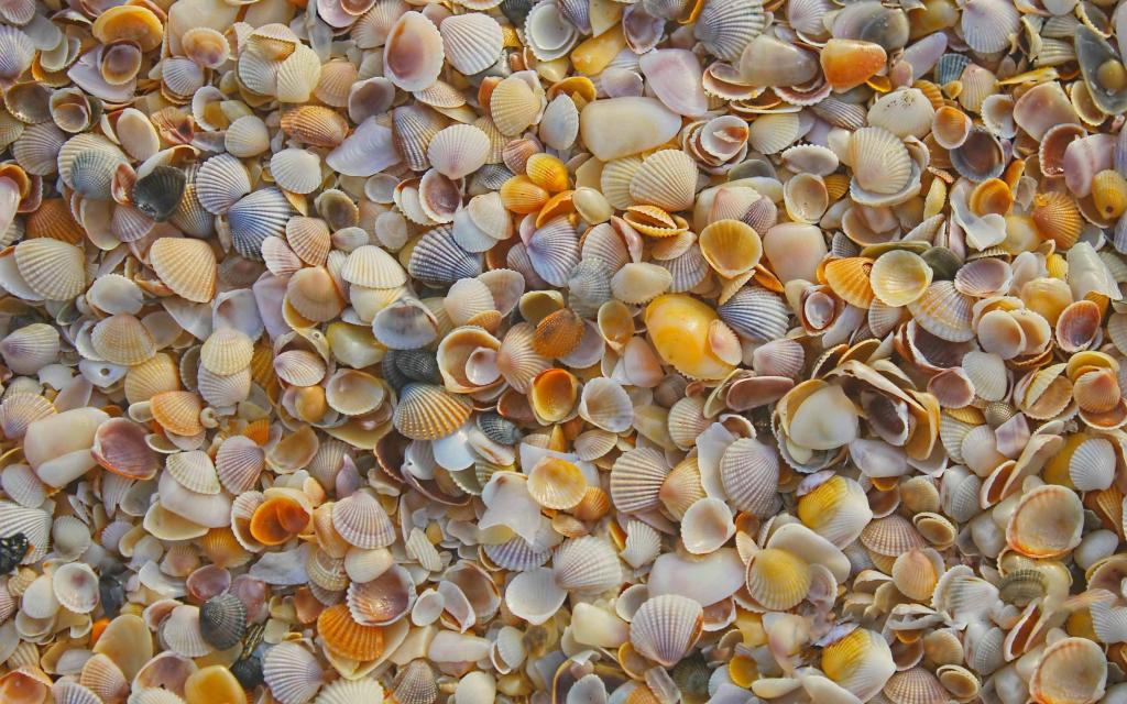 贝壳在海滩上的Mac壁纸