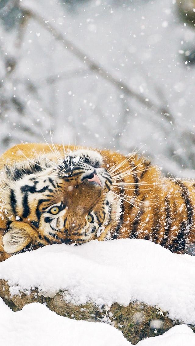 使用在雪iPhone 5墙纸的逗人喜爱的西伯利亚老虎