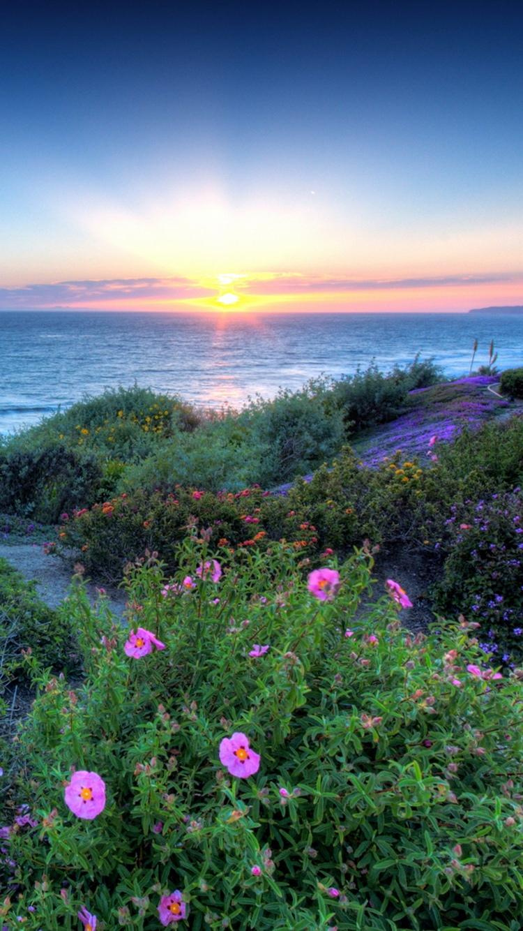 太平洋日落花海岸iPhone 6壁纸