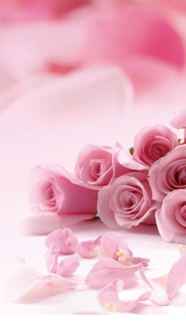 粉红玫瑰情人节iPhone 5壁纸