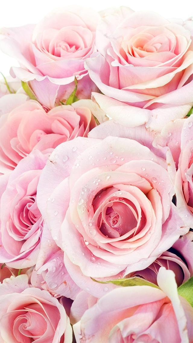 新鲜的粉红色玫瑰鲜花特写iPhone 5壁纸