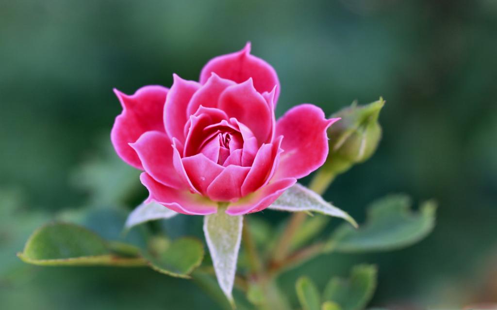 美丽的玫瑰花瓣Mac壁纸