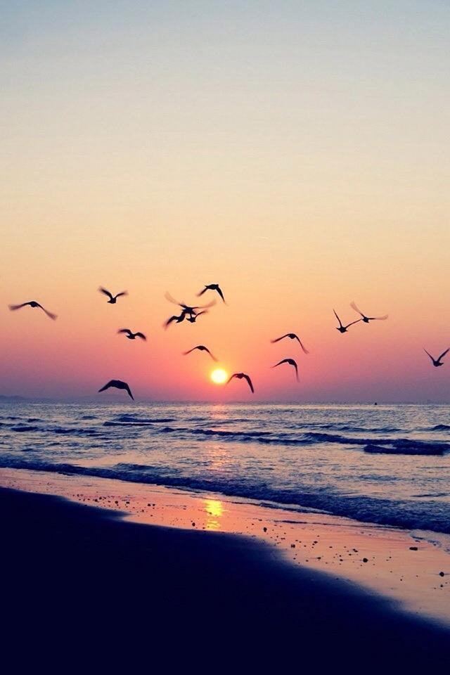 海滩日落岸鸟iPhone壁纸