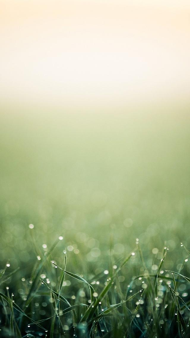 绿草关闭iOS 7 iPhone 5壁纸