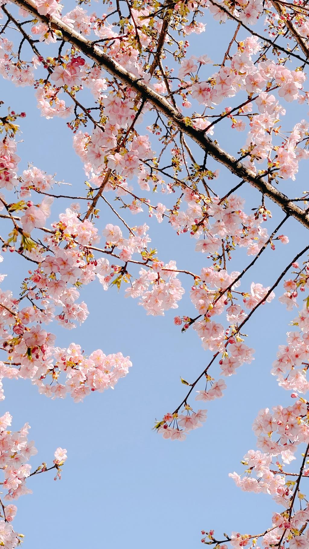 粉嫩娇小的樱花美景