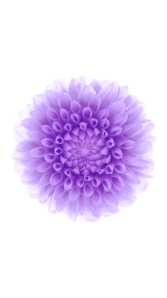 iOS 8紫色花白色背景iPhone 5壁纸