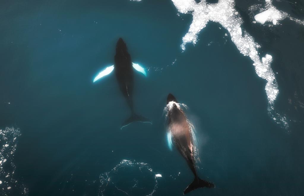 格陵兰鲸鱼海里畅游航拍图