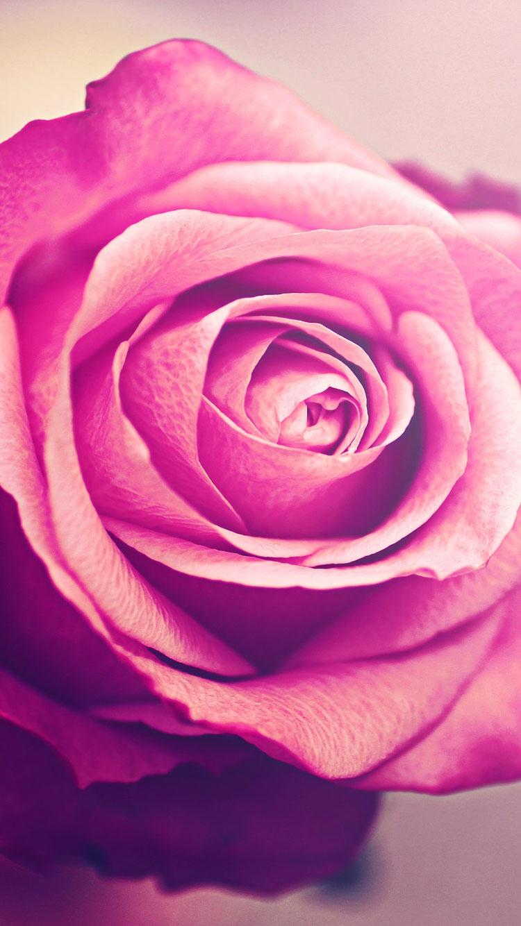 美丽的粉红色玫瑰浪漫情人节iPhone 6壁纸