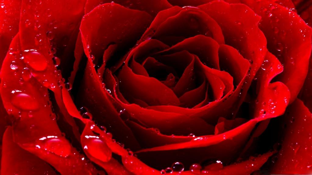 红色爱玫瑰Mac壁纸