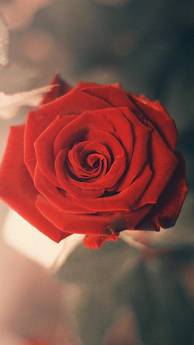 美丽的红玫瑰关闭宏观iPhone 5壁纸