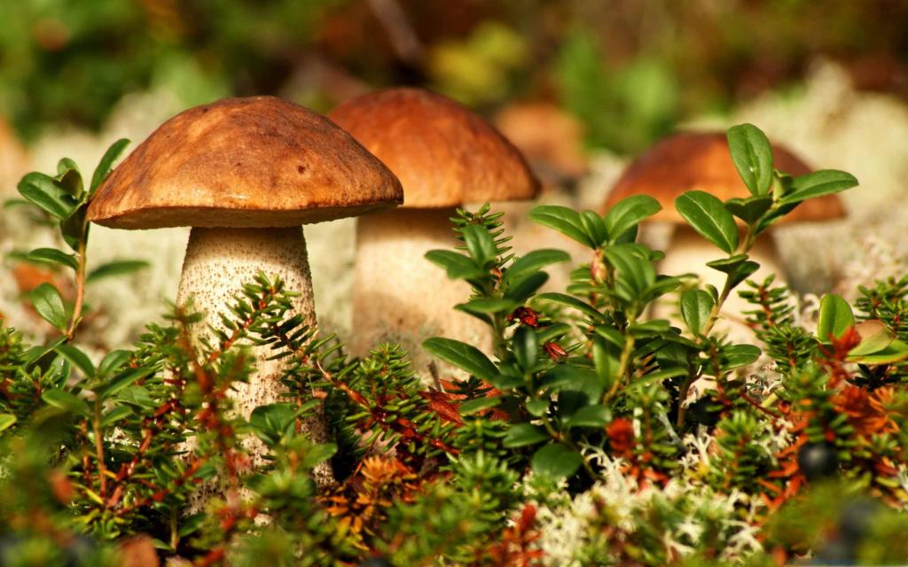 秋季蘑菇Mac壁纸