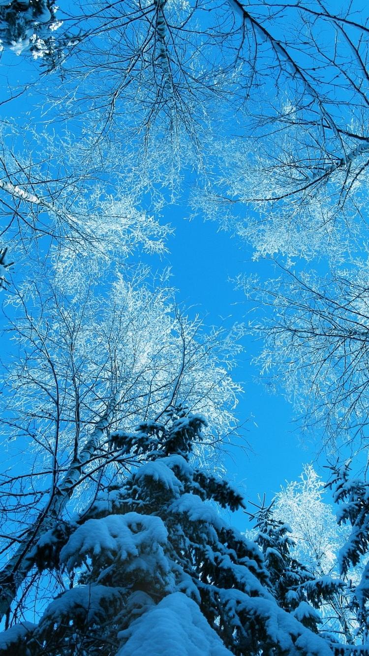 树顶冬季蓝天iPhone 6壁纸iPhone 6壁纸
