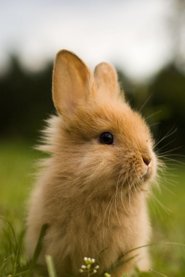 在草iPhone壁纸的逗人喜爱的兔子