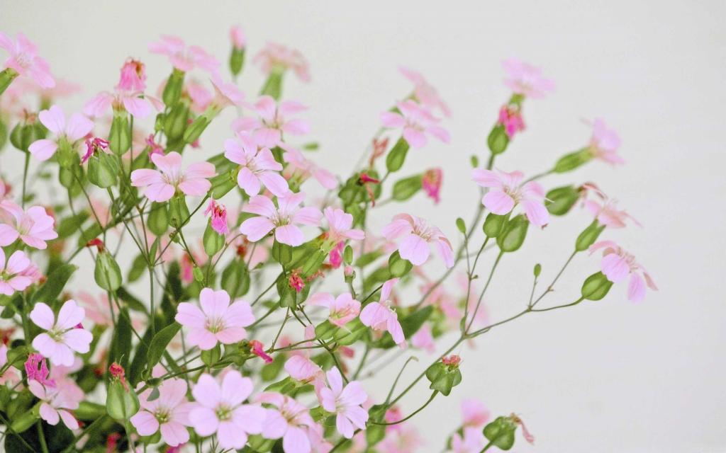可爱的粉红色花朵Mac壁纸
