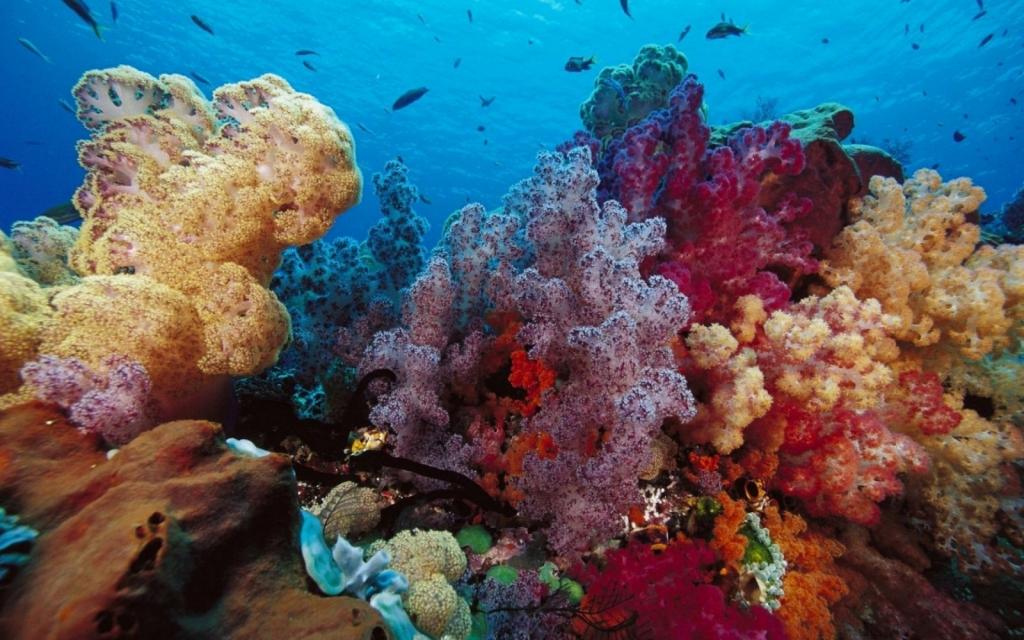 颜色珊瑚Mac壁纸