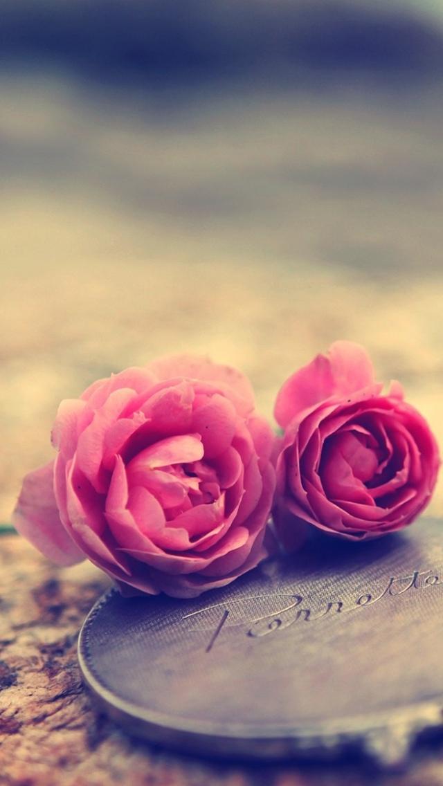 粉红玫瑰特写iPhone 5壁纸