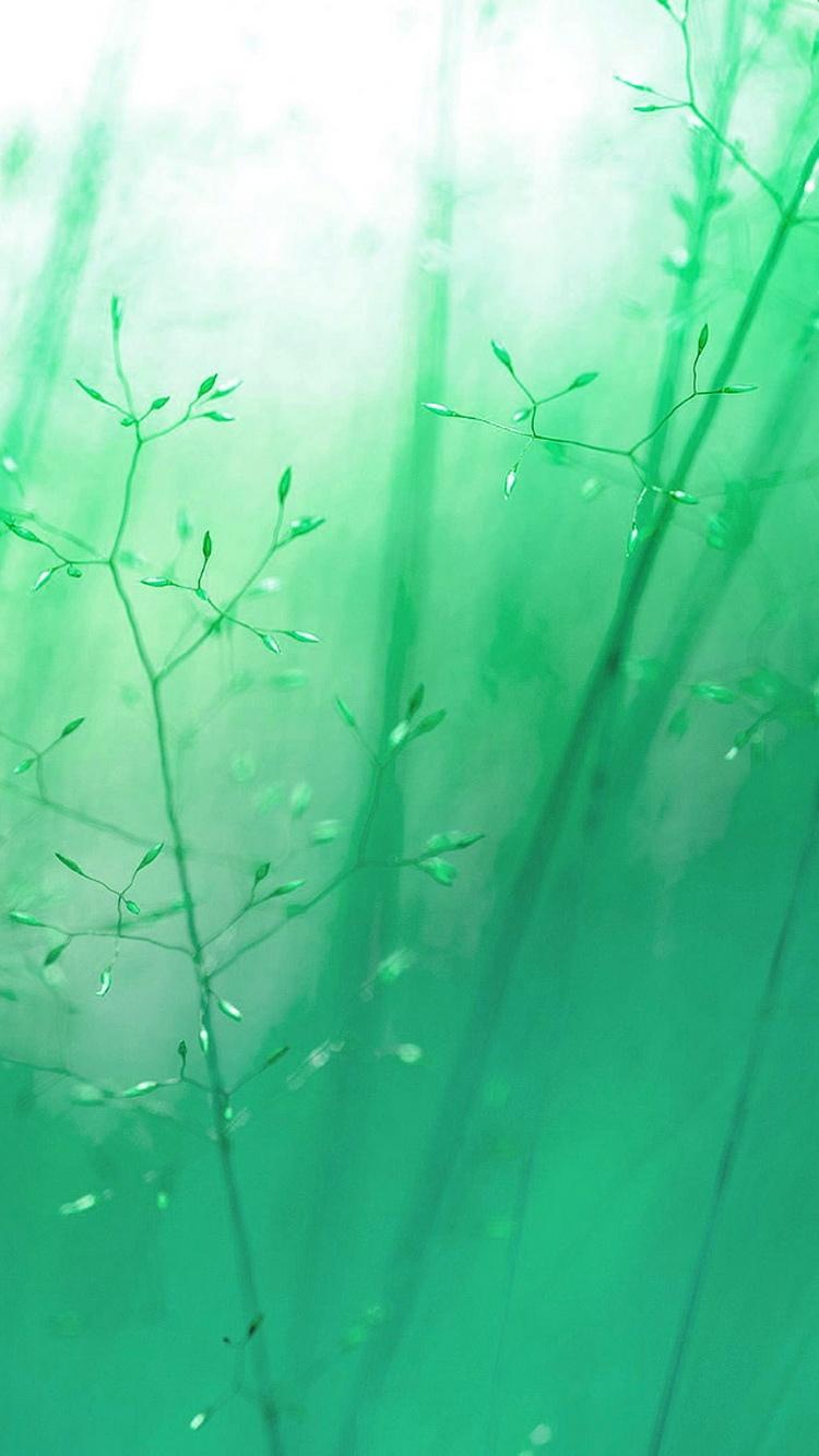绿色的蓝色芦苇柔光iPhone 6壁纸