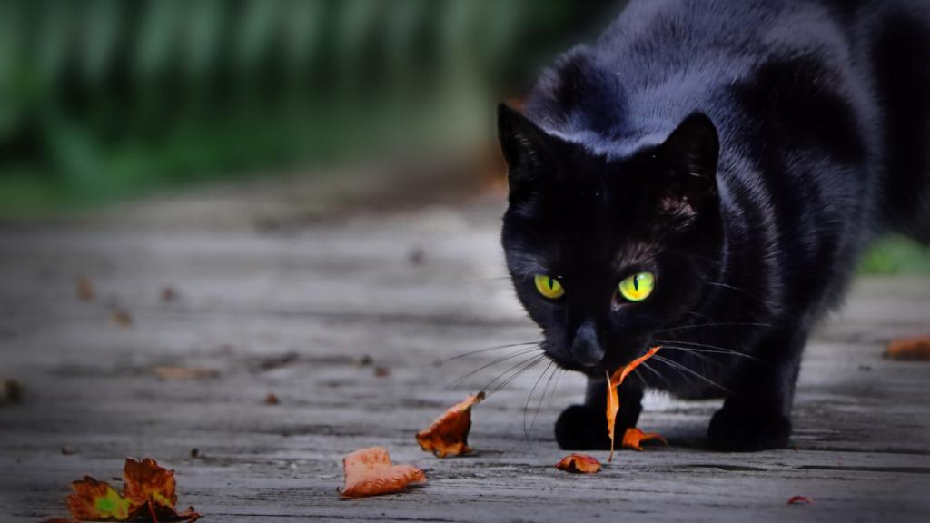 野外机警的可爱黑猫