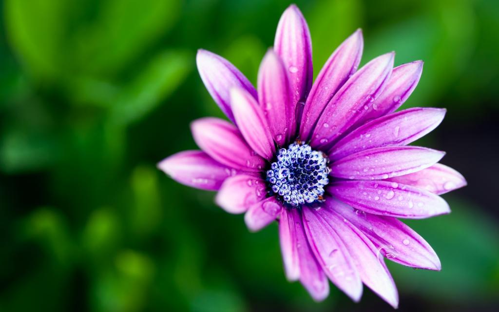 紫色的花朵Mac壁纸