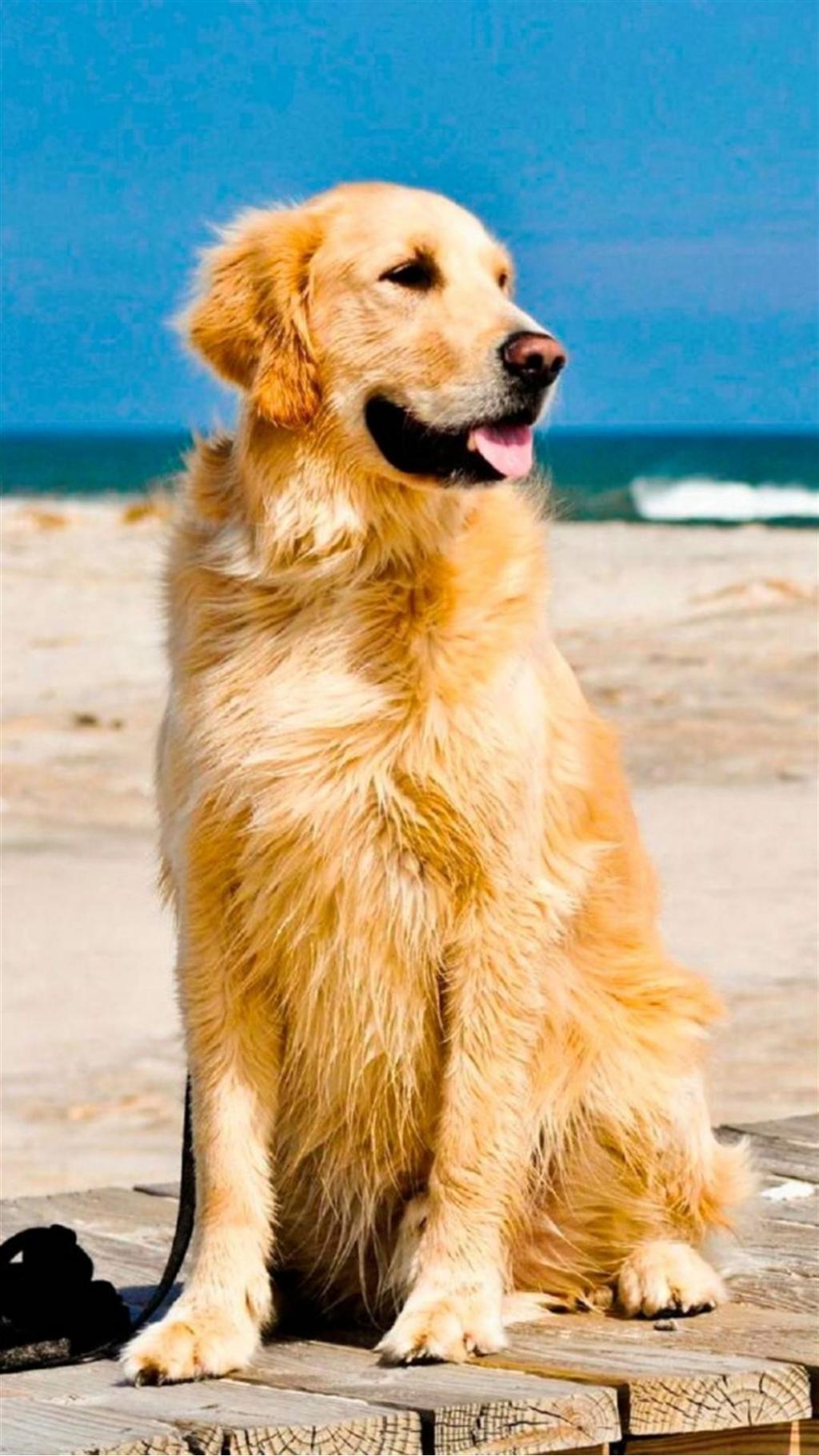 可爱的金毛猎犬海滩iPhone 6加高清壁纸