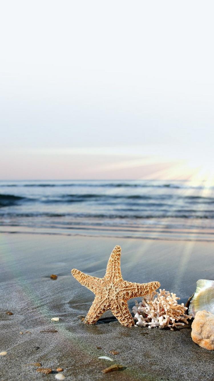 海星太阳海滩iPhone 6壁纸