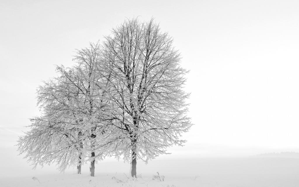 冬天树木雪景风光