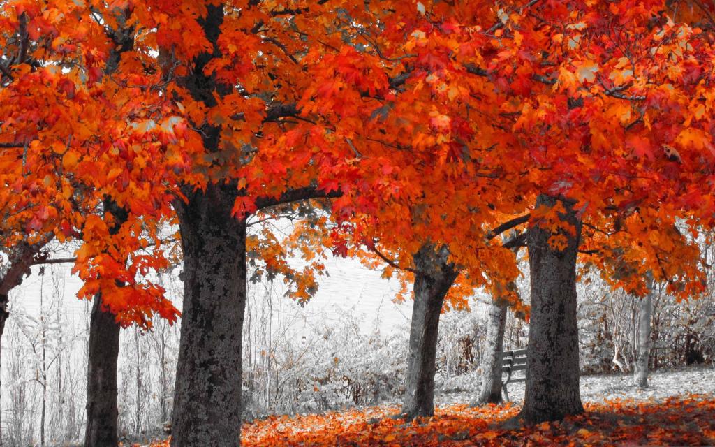 秋季系列Mac壁纸