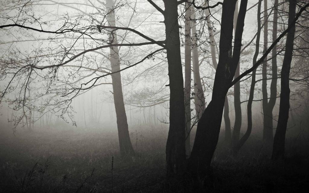 森林雾冬季Mac壁纸