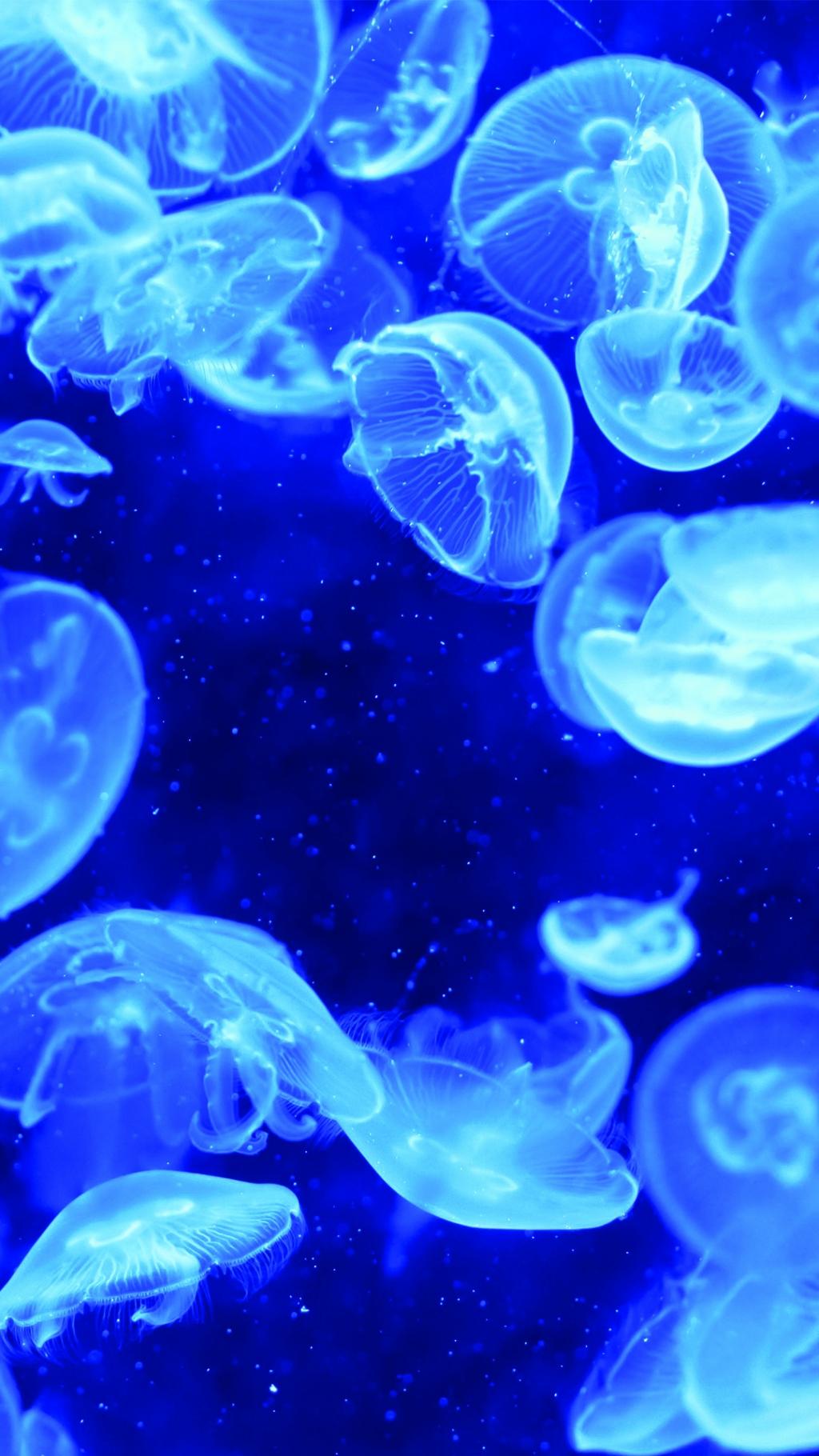 蓝色水母生物发光iPhone 6加高清壁纸