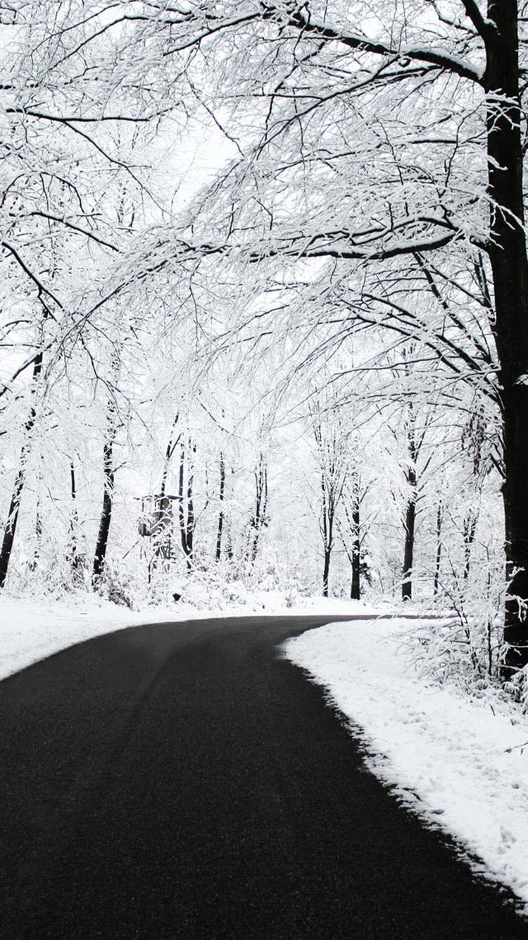 森林路冬季雪iPhone 6壁纸
