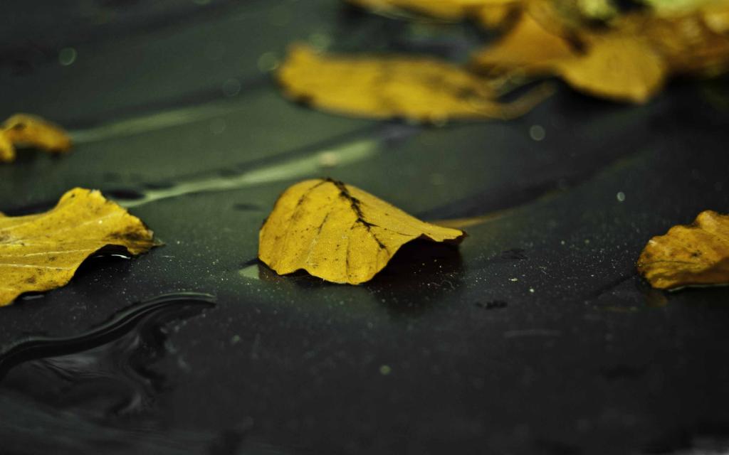 湿的沥青Mac壁纸的黄色叶子