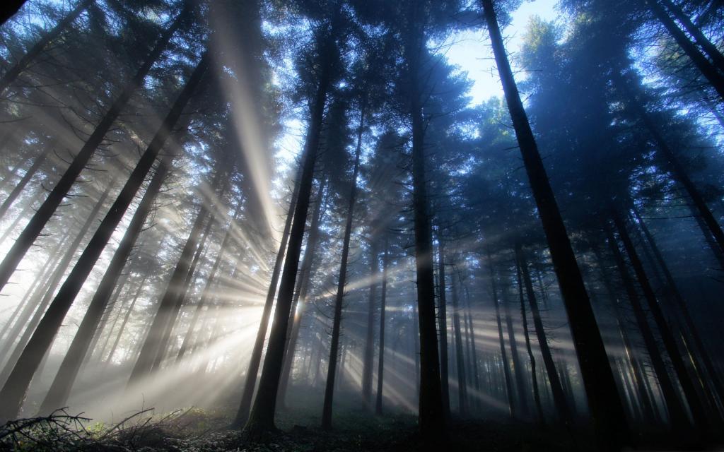 森林光线Mac壁纸