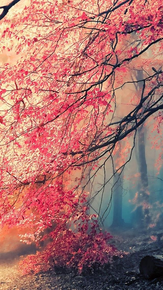 日本红森林iPhone 5壁纸