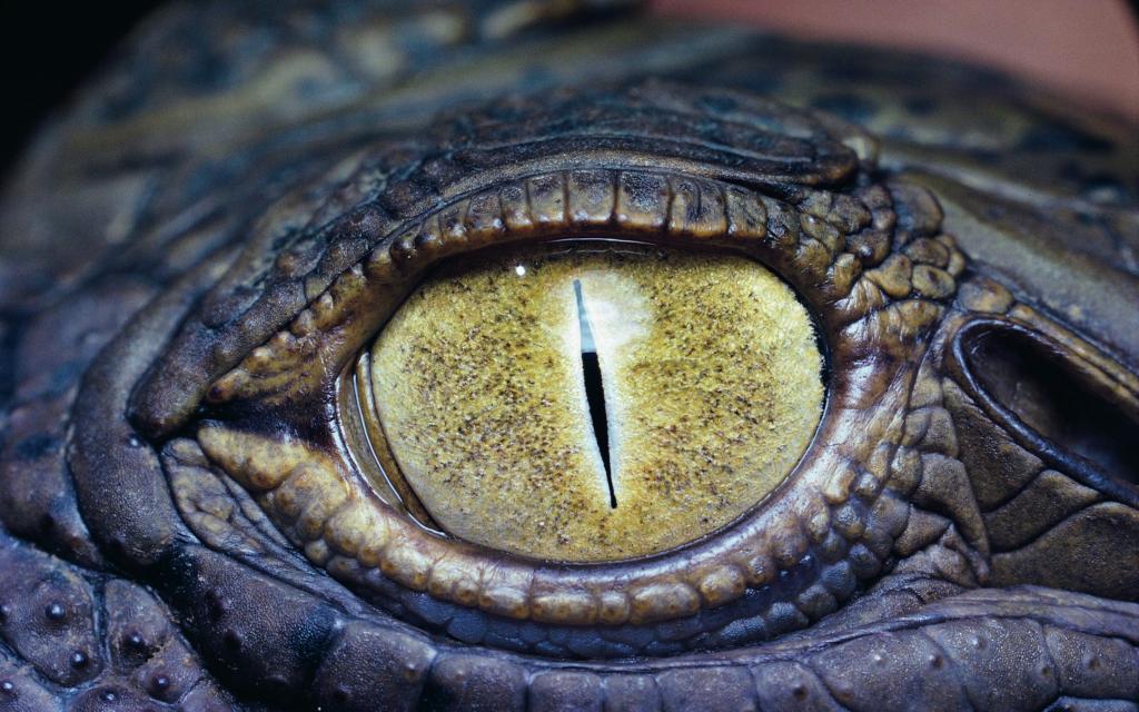 鳄鱼的Mac壁纸的眼睛