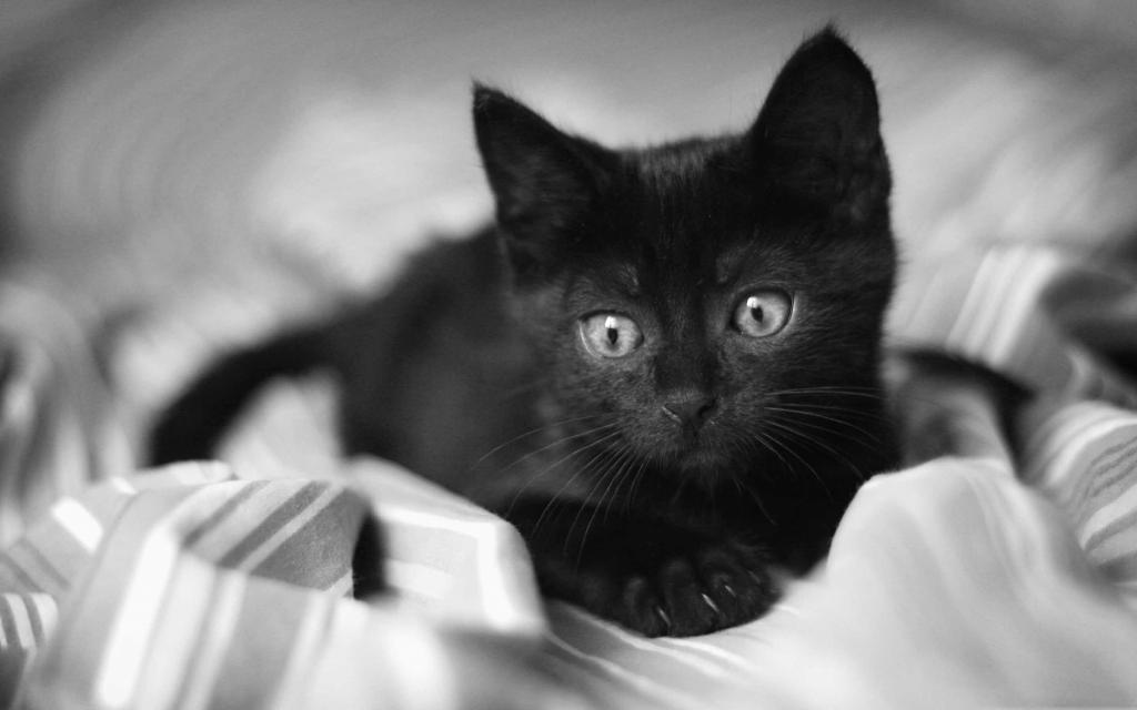 黑色小猫Mac壁纸