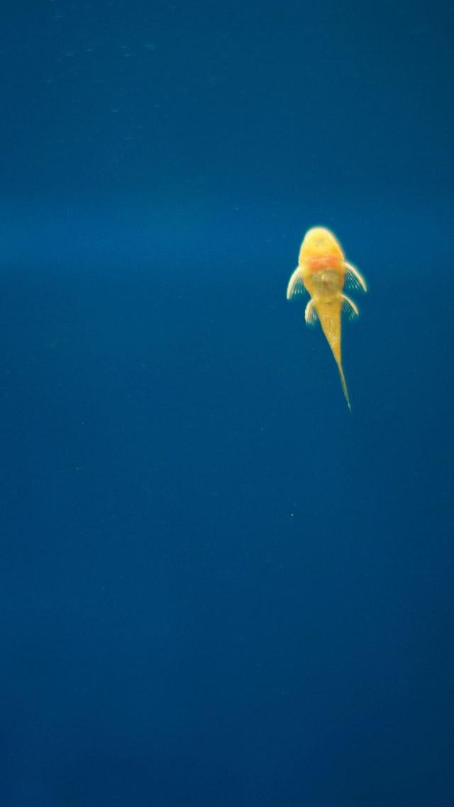亚美尼亚黄金鱼蓝色海洋水iPhone 5壁纸