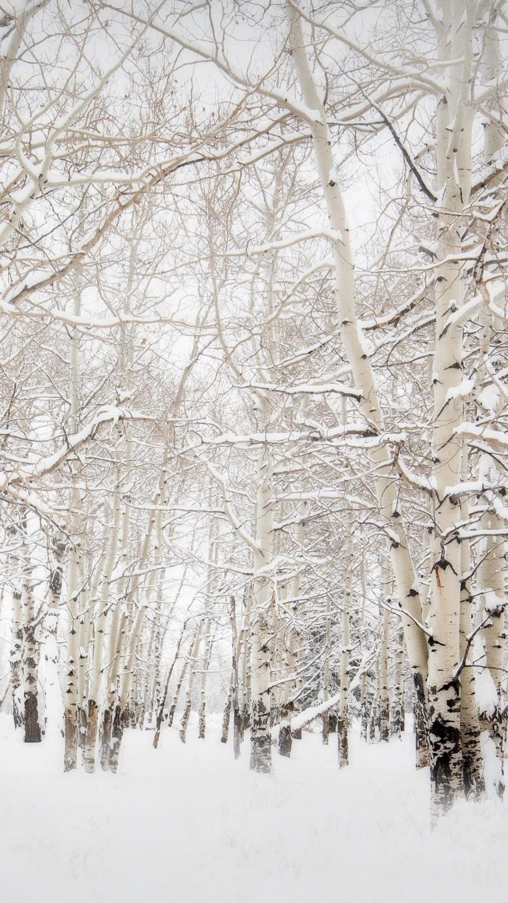 白桦树冬季风景iPhone 6 Plus高清壁纸