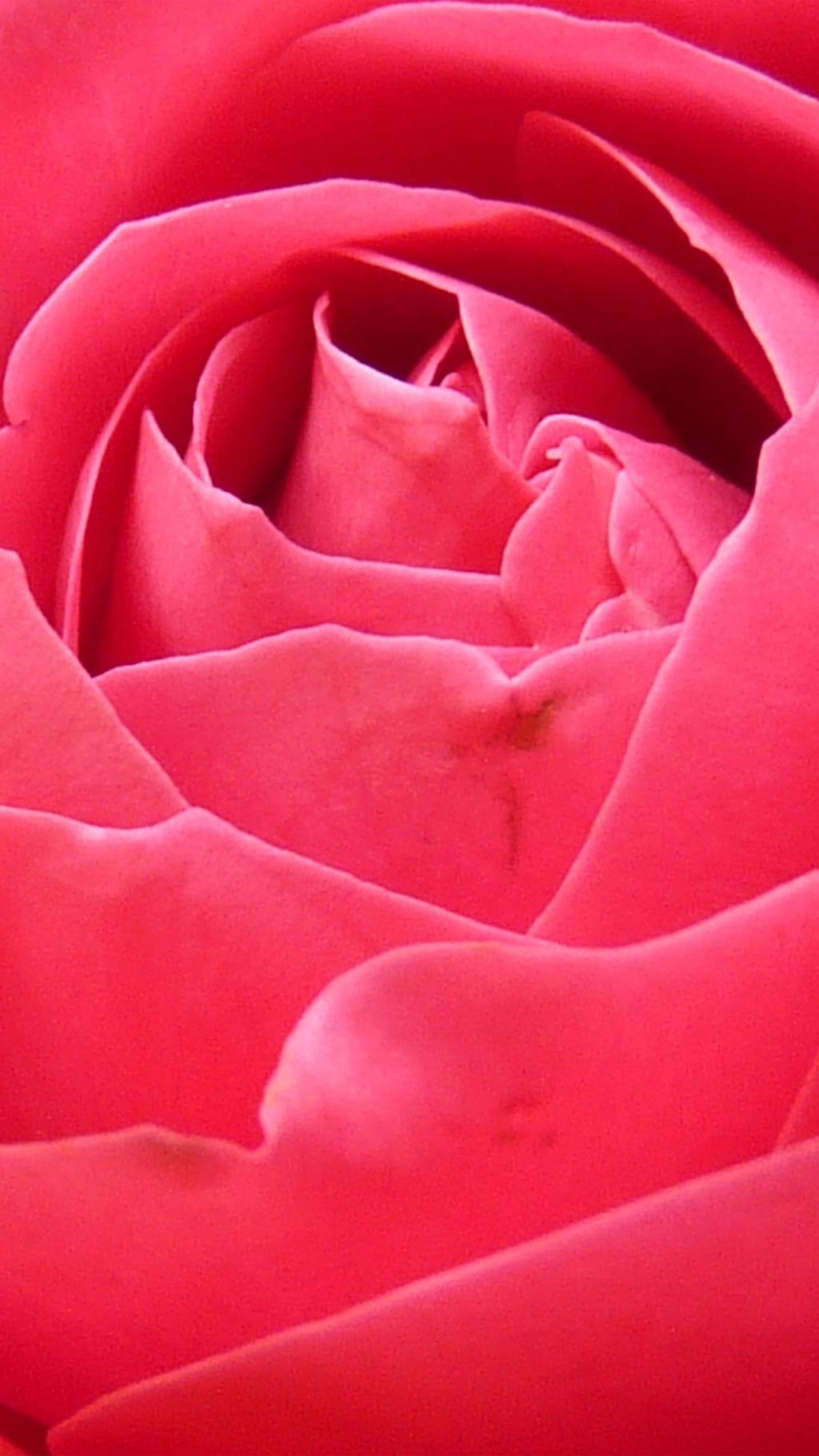 粉红色的玫瑰花瓣密切了鲜花iPhone 6 +高清壁纸