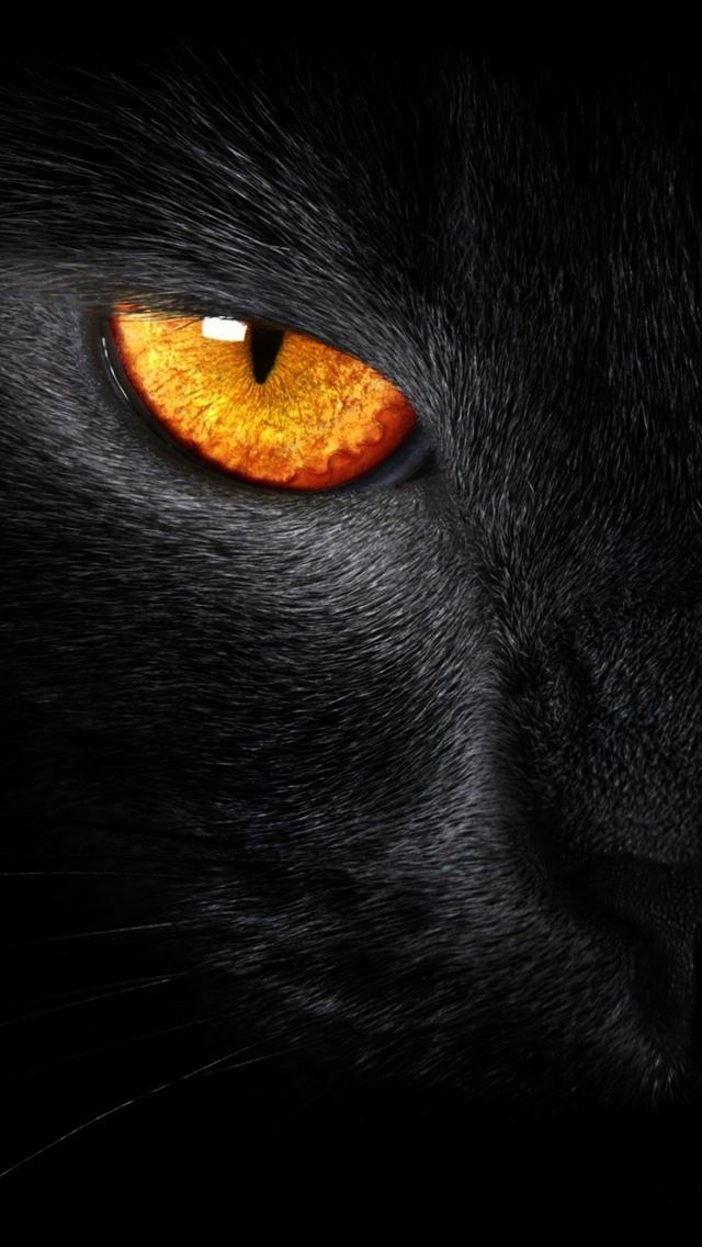 黑猫邪恶之眼iPhone 5壁纸