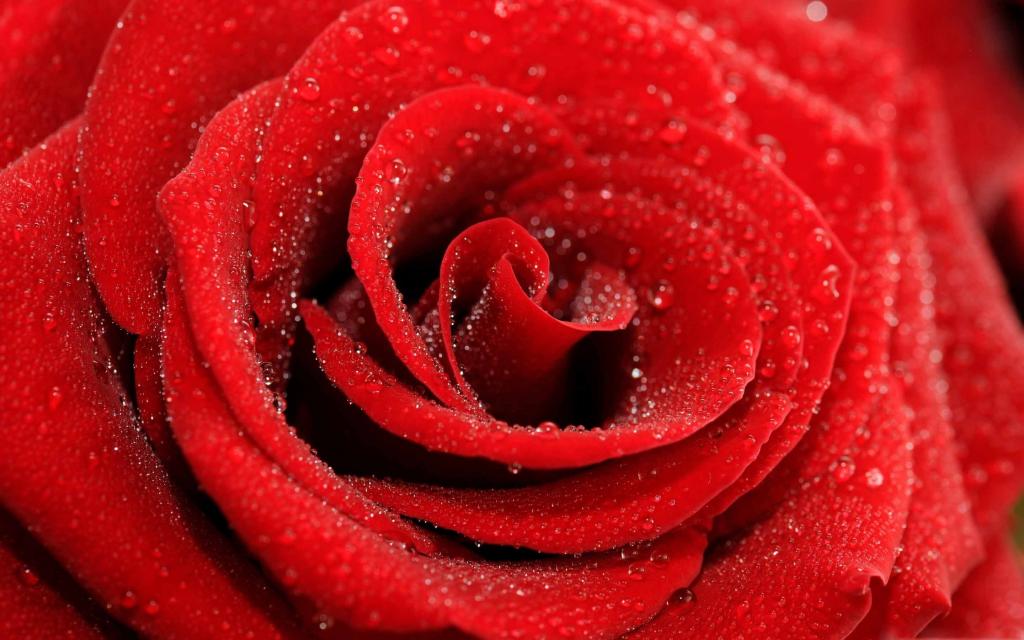 红玫瑰Mac壁纸