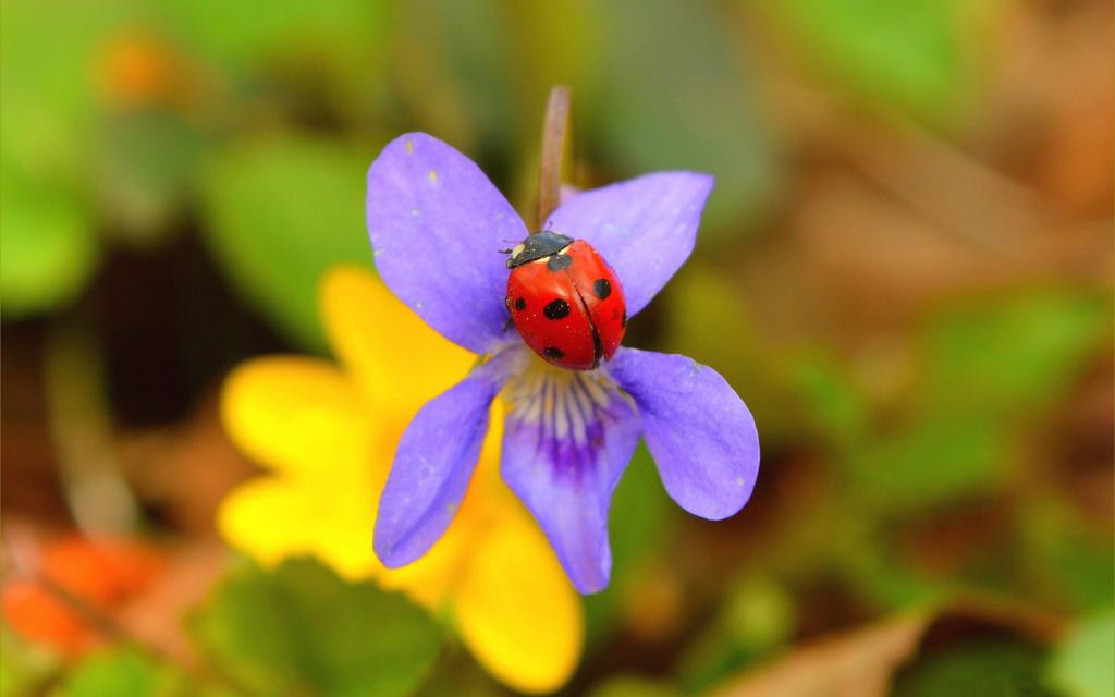 花卉上的小小瓢虫