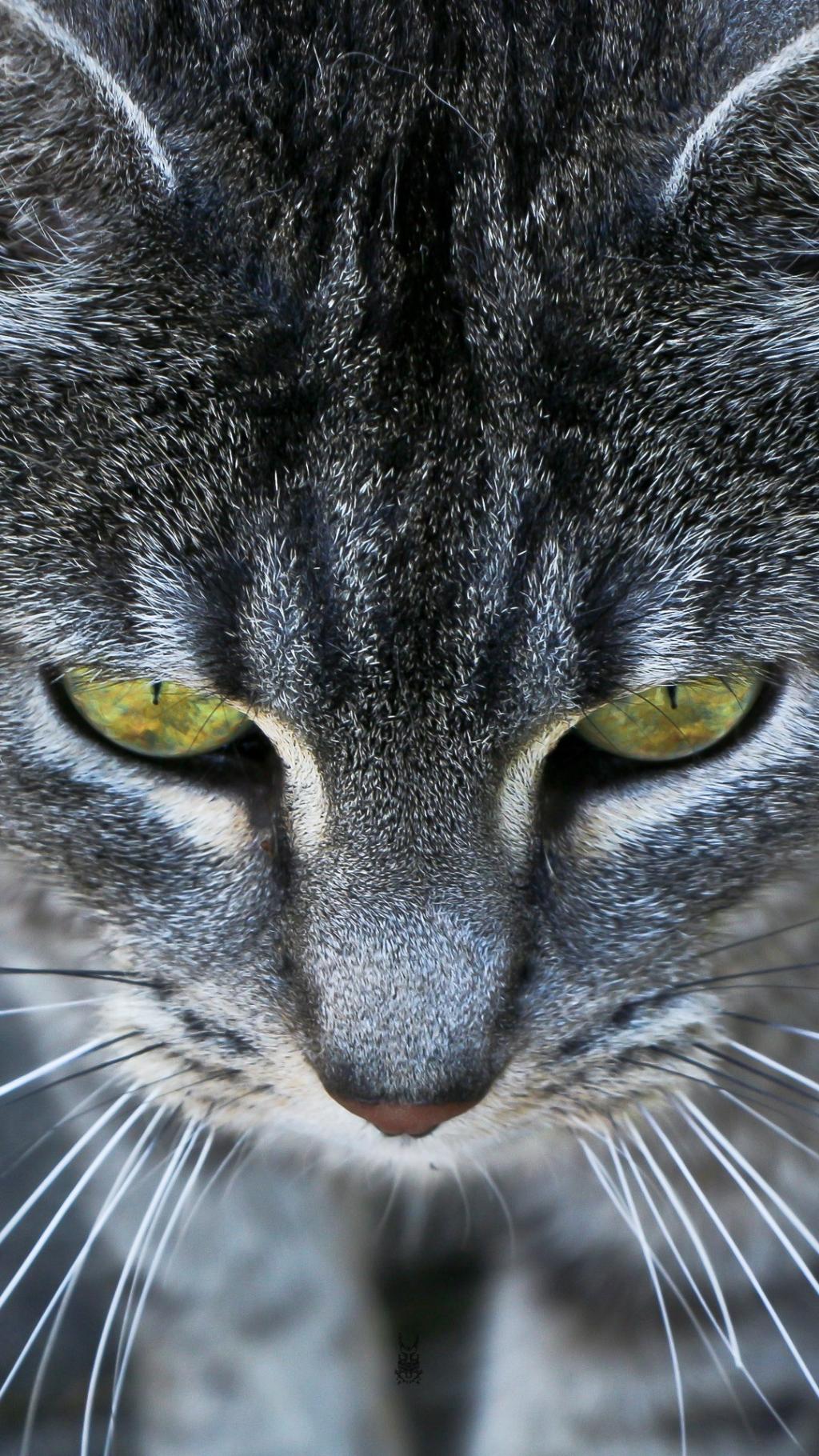 灰猫琥珀眼睛iphone 6 Plus高清壁纸 图片 Ios桌面