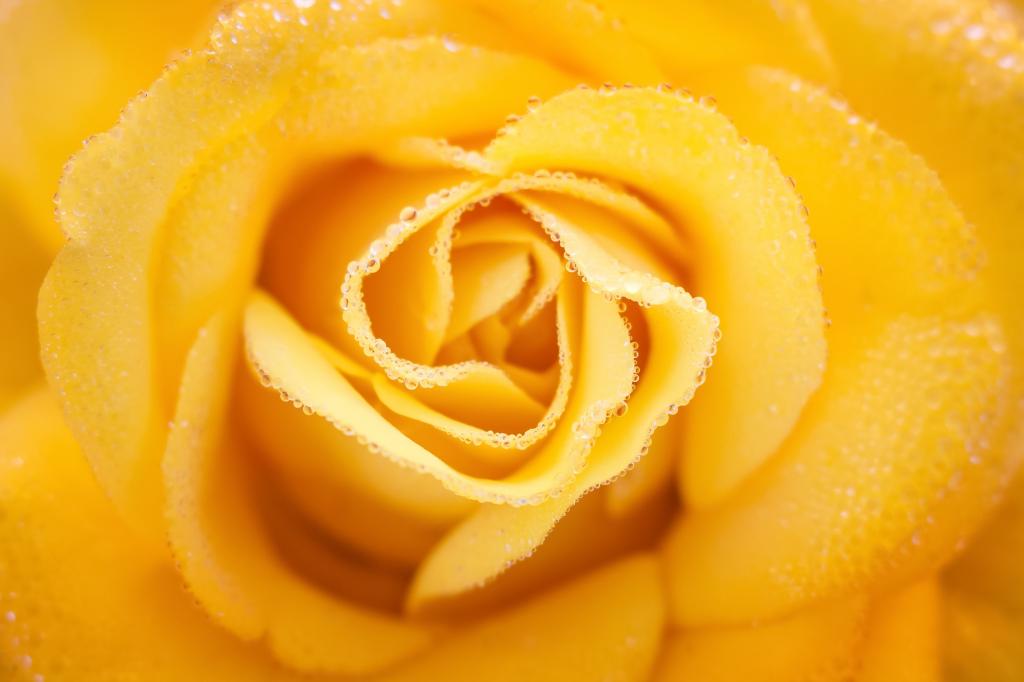 唯美盛开的黄玫瑰特写